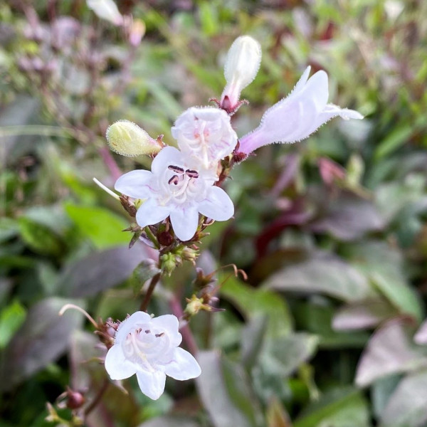 Penstemon Husker Red has lilac flowers