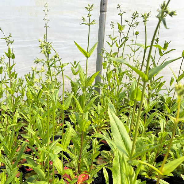 Penstemon digitalis or Beardtongue has green foliage.