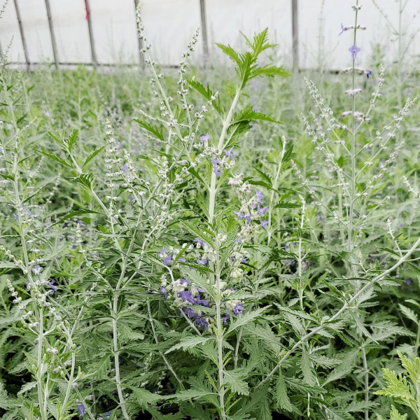 Perovskia atriplicifolia or Russian Sage has purple flowers.