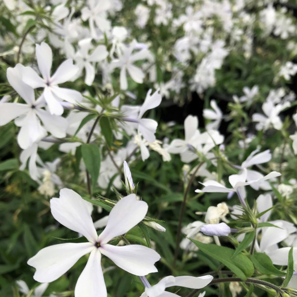 Phlox divaricata ‘May Breeze’ or Woodland Phlox has white flowers.