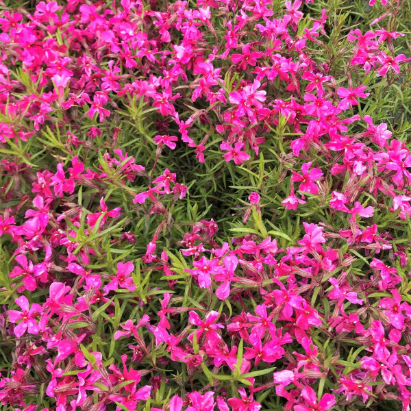 Phlox subulata ‘Scarlet Flame’ or Moss Phlox has red-pink flowers.