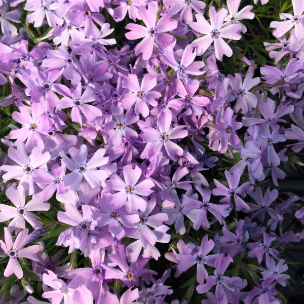 Phlox subulata ‘Emerald Blue’ or Moss Phlox has blue flowers.