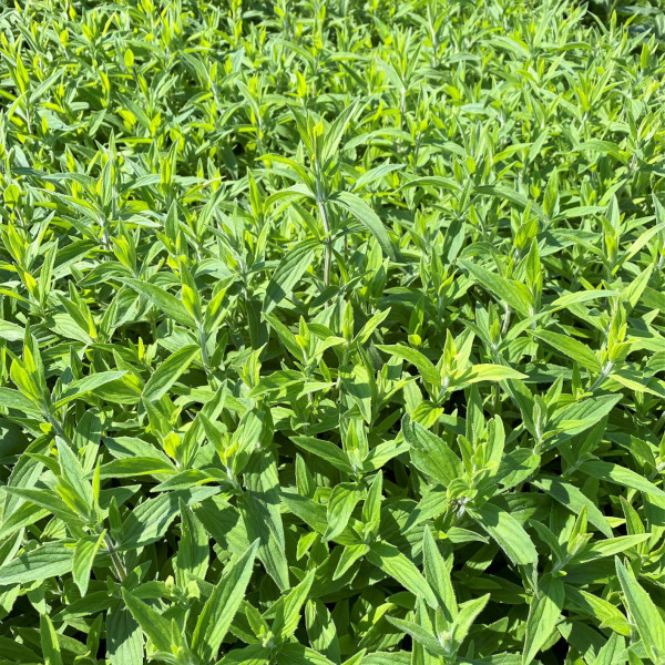 Pycnanthemum incanum has white flowers