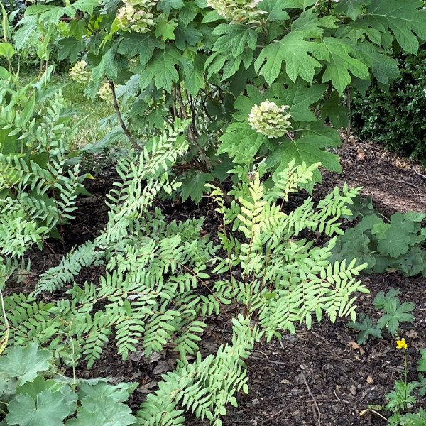 Royal Fern has green leaves