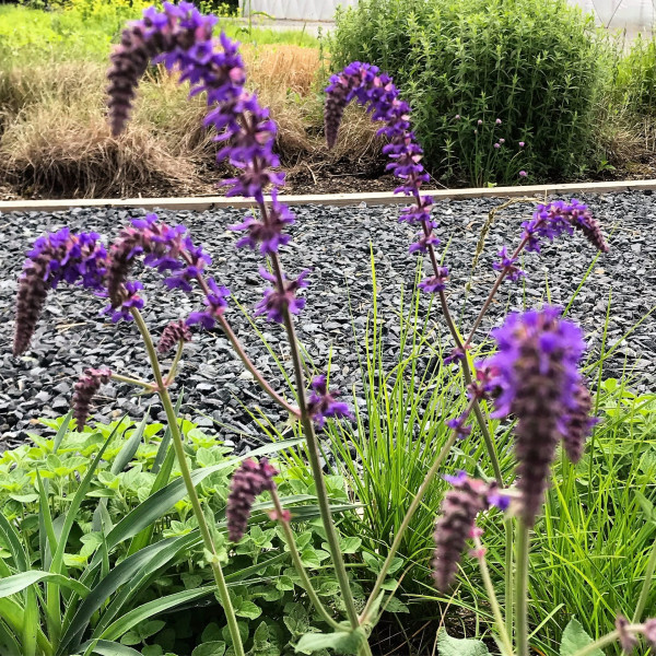 Salvia nutans has purple flowers.