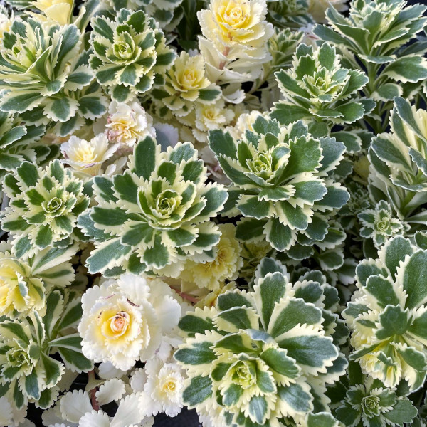 Sedum Atlantis has variegated leaves