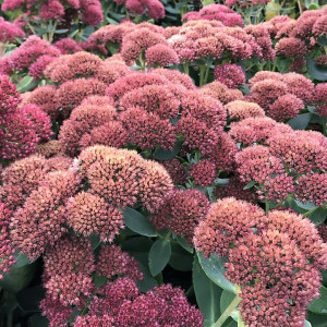 Sedum ‘Autumn Joy’ has pink flowers.