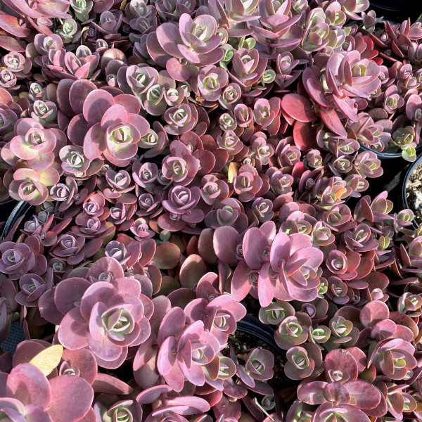 Sedum ‘Cherry Tart’ has pink foliage.