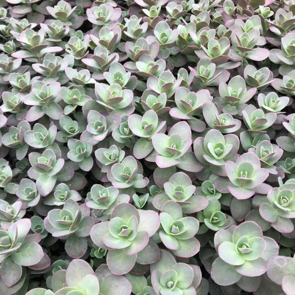 Sedum ‘Cherry Tart’ has silver-pink foliage.