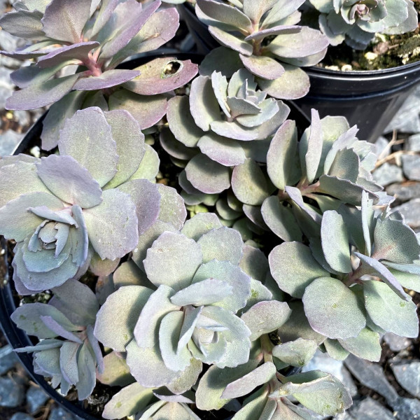 Sedum ‘Dazzleberry’ has silver-blue foliage.