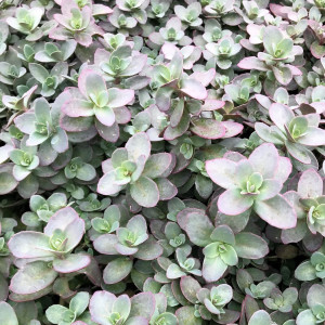 Sedum ‘Firecracker’ has silvery foliage.