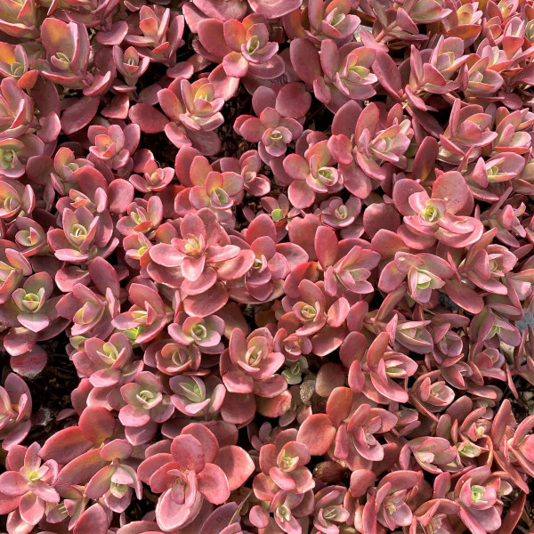 Sedum ‘Firecracker’ has reddish foliage.