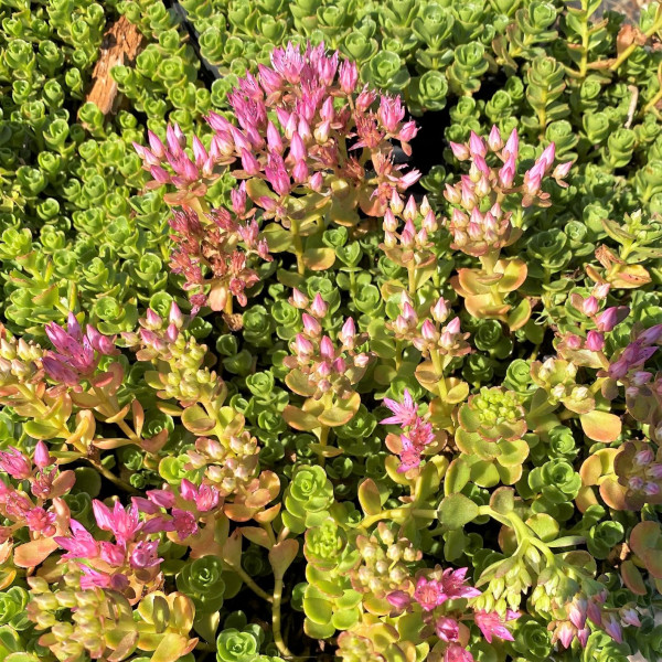 Sedum John Creech has pink flowers