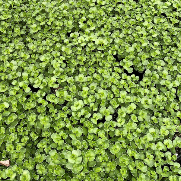 Sedum John Creech has green foliage