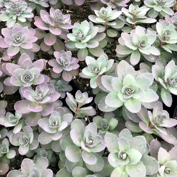 Sedum ‘Plum Dazzled’ has silver-blue foliage.