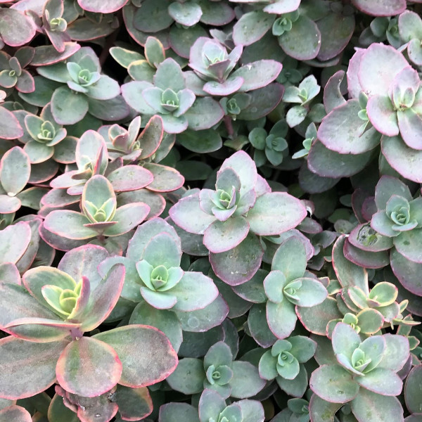 Sedum ‘Wild Fire’ has blue-green foliage.