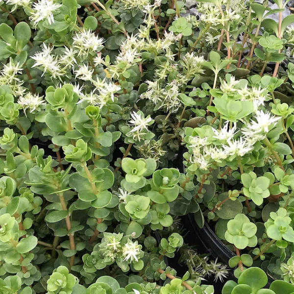 Sedum ternatum has white flowers.