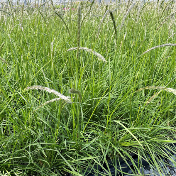 Sesleria autumnalis has green foliage.