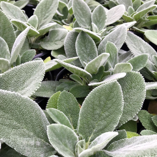 Stachys ‘Helene von Stein’ or Lamb’s Ears has silver foliage.