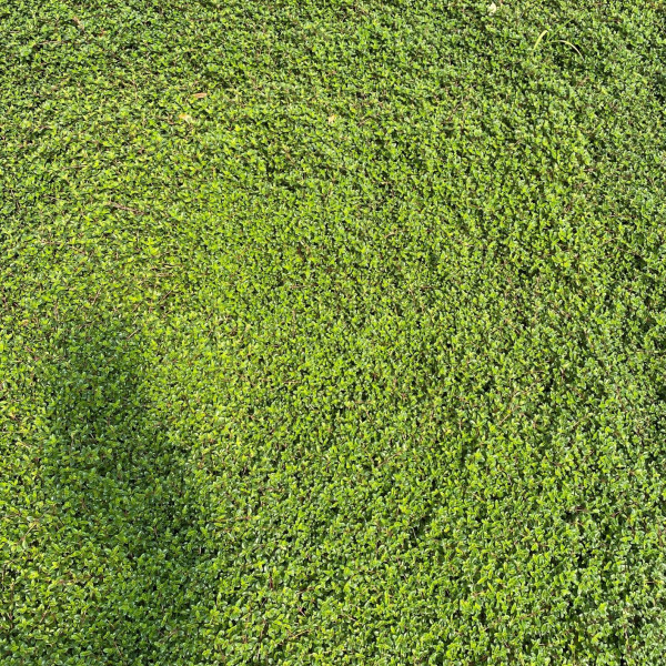 Thymus 'Red Creeping' or Thymes has green foliage.