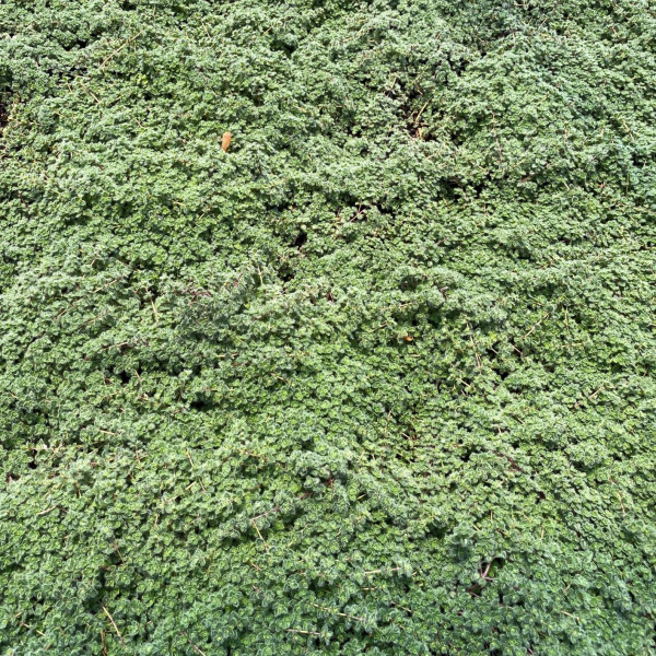 Thymus 'Wooly' or Wooly Thyme has silver-green foliage.