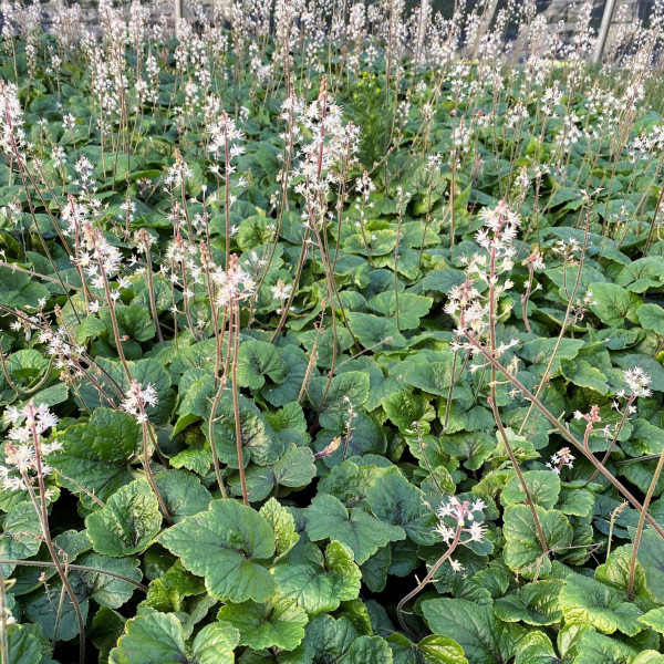 Tiarella 'Brandywine' or Foamflower has white flowers.