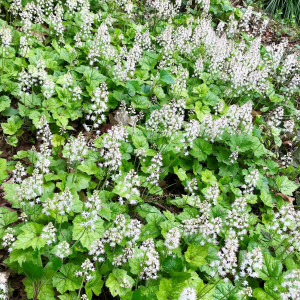 Tiarella cordifolia or Foamflower has white flowers.