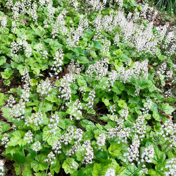 Tiarella cordifolia or Foamflower has white flowers.