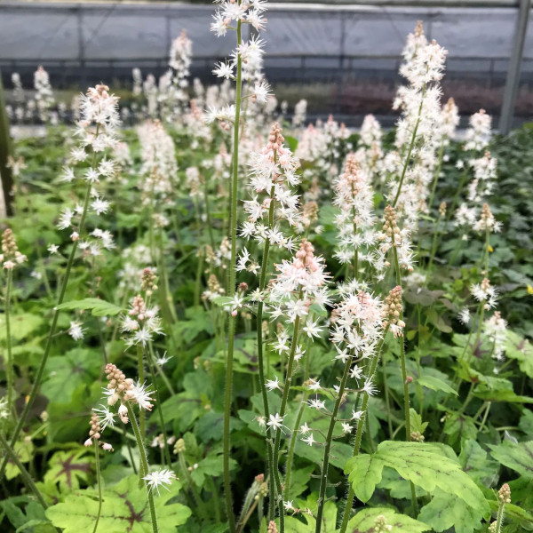 Tiarella 'Elizabeth Oliver' or Foamflower has white flowers.