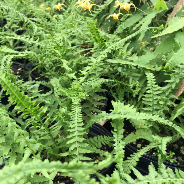 Victorian Lady Fern has green leaves