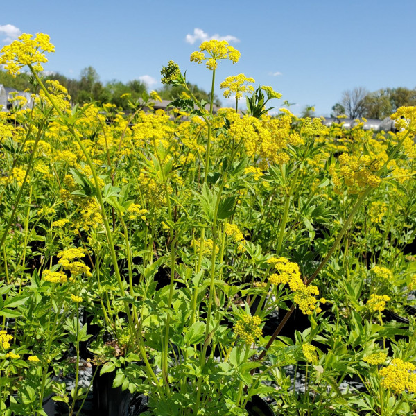 Zizia aurea or Golden Alexander has yellow flowers.