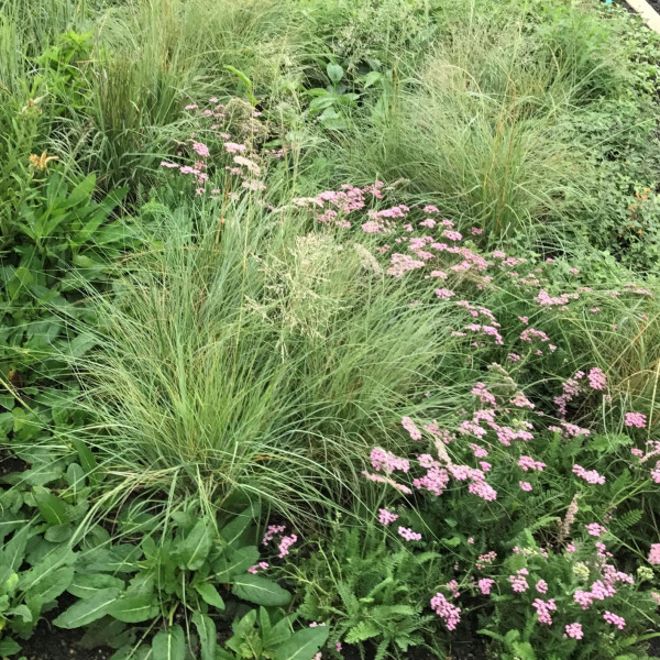 Achillea Pink Grapefruit has pink flowers