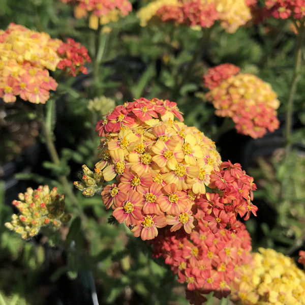 Achillea 'Terra Cotta' or Yarrow has orange/yellow flowers.