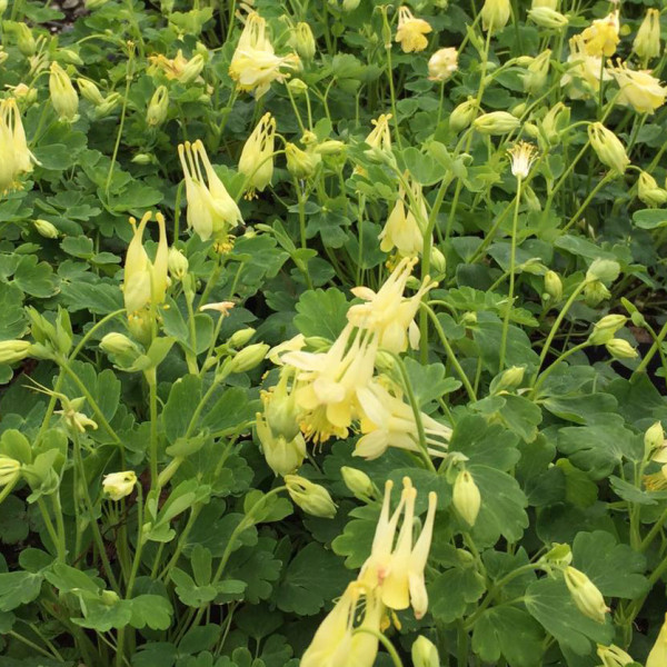 Aquilegia 'Corbett' or Columbine has a pale yellow flower.