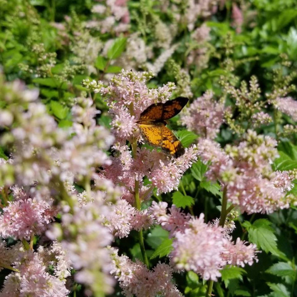 Astilbe Bresshingham Beauty has pink flowers