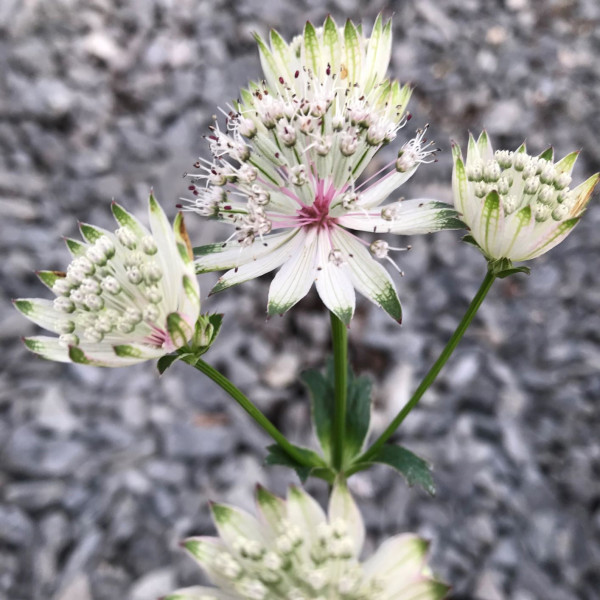 Astrantia Sparking Stars Pink has light pink flowers