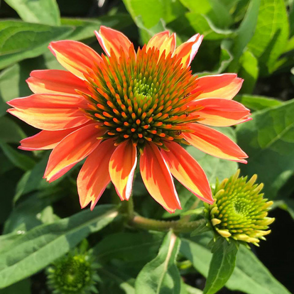 Echinacea 'Cheyenne Spirit' or Coneflower has yellow, orange or pink flowers.