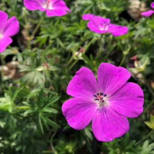 Geranium sangunium has purple flowers