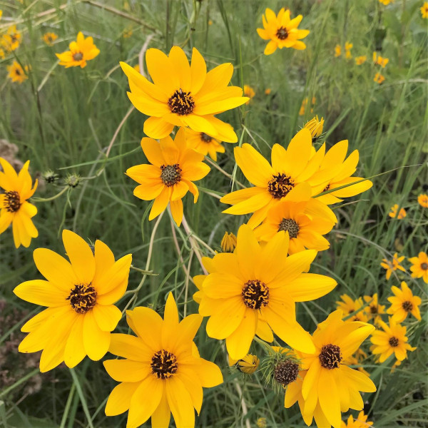 Helianthuis salicifolius has yellow flowers