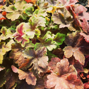 Heucherella Gold Zebra has yellow and red foliage