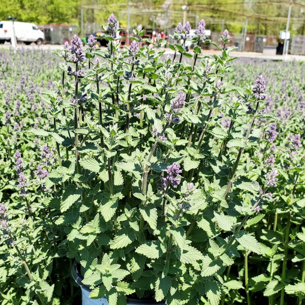 Nepeta Cats meow has blue flowers