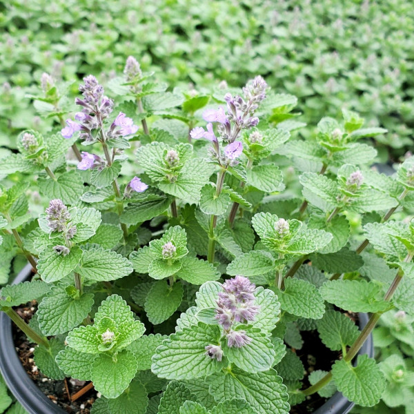 Nepeta Cats Pajamas has blue flowers