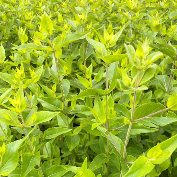 Pycnanthemum muticum has white flowers