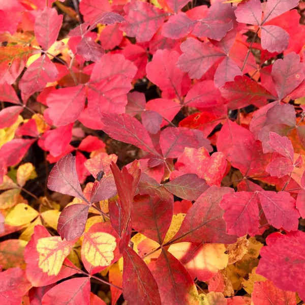 Rhus aromatics ‘Gro-low’ Or Dwarf Fragrant Sumac has red fall color.