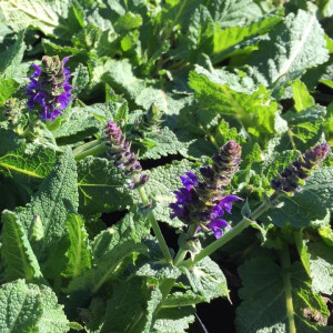 Salvia ‘May Night’ has purple flowers.