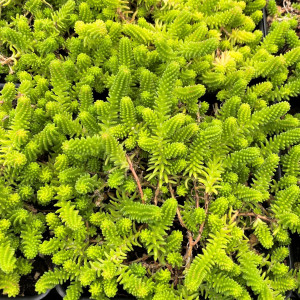 Sedum Sexangular has green leaves