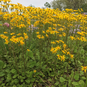 Senecio aureus or Golden Ragwort has yellow flowers.