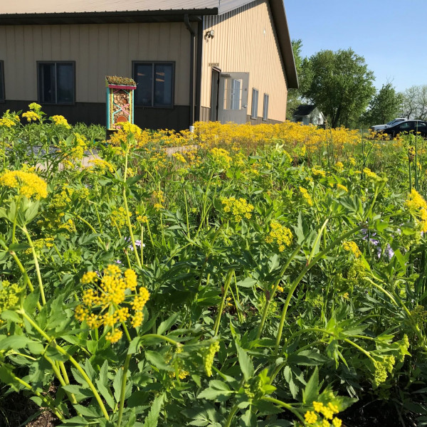 Zizia aurea or Golden Alexander has yellow flowers.