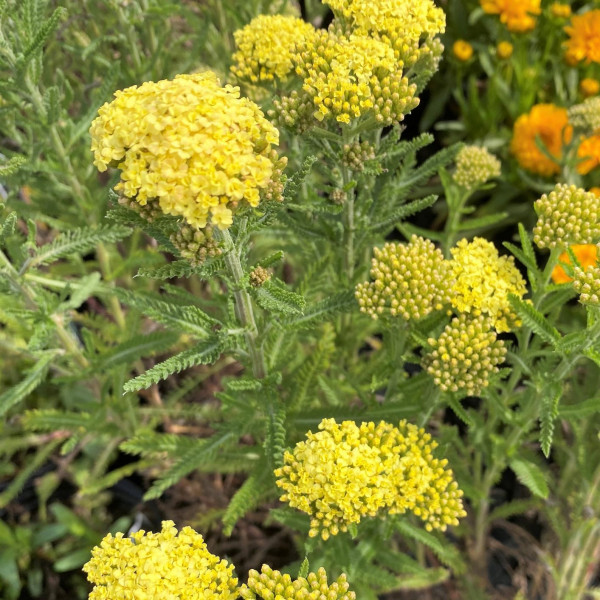 Achillea Sunny Seduction has yellow flowers