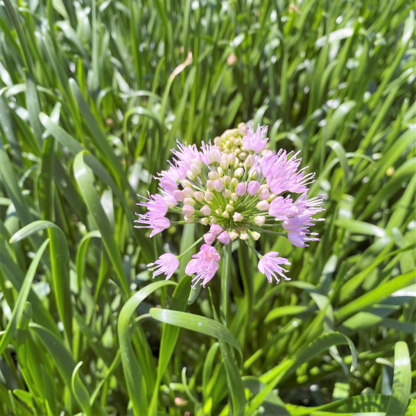 Allium Summer Beauty has pink flowers